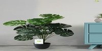 Buy Blooming Floret Artificial Monstera Plant