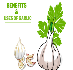 Benefits and uses of garlic