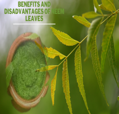 Benefits and disadvantages of neem leaves