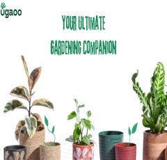 The Green Haven: Discover Ugaoo – Your Ultimate Gardening Companion